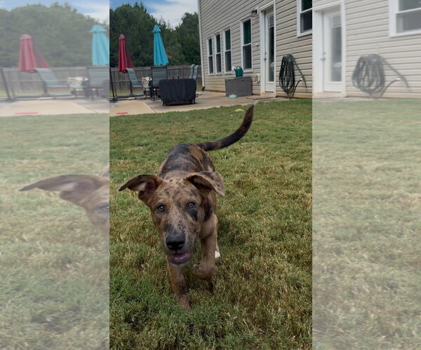 Medium Photo #2 Catahoula Leopard Dog-Mountain Cur Mix Puppy For Sale in Ball Ground, GA, USA