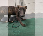 Small American Pit Bull Terrier-German Shepherd Dog Mix
