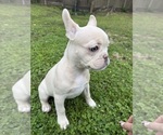 Small #1 French Bulldog
