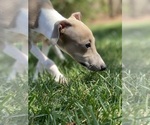 Small Photo #11 Italian Greyhound Puppy For Sale in SAINT GEORGE, UT, USA