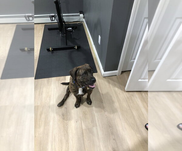 Medium Photo #10 Plott Hound-Unknown Mix Puppy For Sale in Elmsford, NY, USA