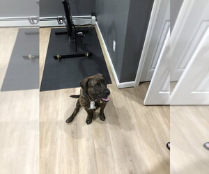 Auggie **a courtesy post** - Male Plott Hound-Unknown Mix Dog for Adoption - Photo #10