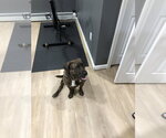 Small Photo #10 Plott Hound-Unknown Mix Puppy For Sale in Elmsford, NY, USA