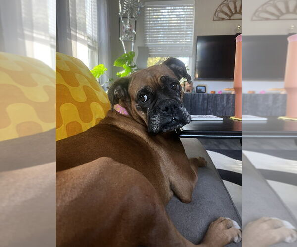 Medium Photo #12 Boxer Puppy For Sale in Austin, TX, USA