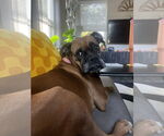Small #11 Boxer