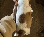 Small #1 Jack Russell Terrier