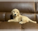 Small Photo #2 Goldendoodle (Miniature) Puppy For Sale in RALEIGH, NC, USA
