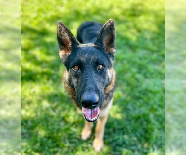 Medium Photo #1 German Shepherd Dog Puppy For Sale in Riverside, CA, USA