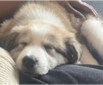Small #7 Great Pyrenees Mix