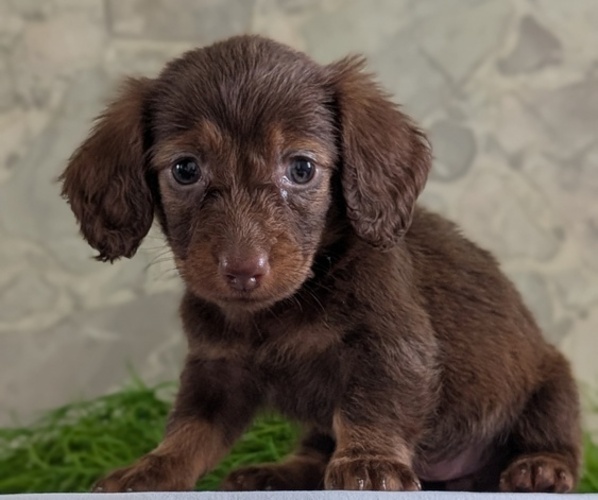 Medium Photo #7 Dachshund Puppy For Sale in GOSHEN, IN, USA