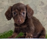 Small #6 Dachshund
