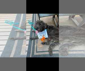 Poodle (Standard)-Unknown Mix Dogs for adoption in Woodbury, NY, USA