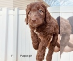 Small Photo #2 Labradoodle Puppy For Sale in CONOVER, NC, USA