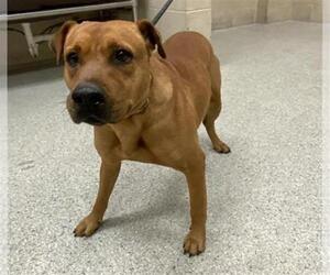 Chinese Shar-Pei-Unknown Mix Dogs for adoption in Conroe, TX, USA