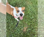Small #2 Chihuahua Mix