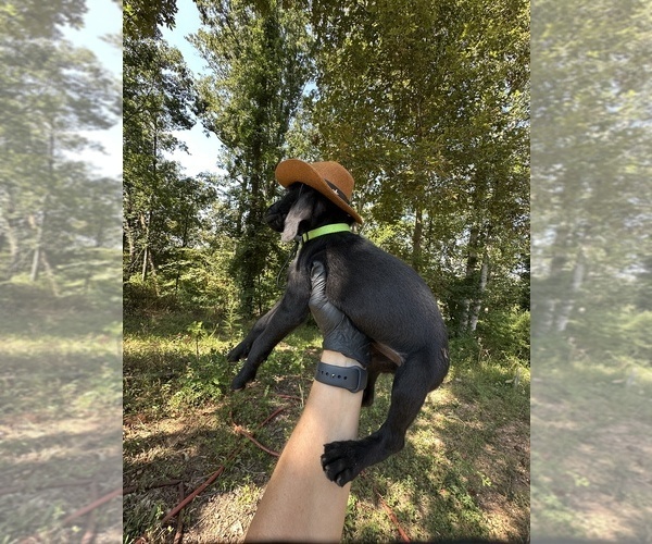 Medium Photo #6 German Shorthaired Pointer Puppy For Sale in GREENVILLE, SC, USA
