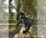 Small #5 German Shorthaired Pointer