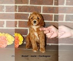 Small #2 Cockapoo (Miniature)