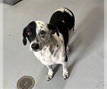 Small Labrador Retriever