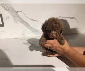 Poodle (Toy) Puppy for sale in WEST COVINA, CA, USA