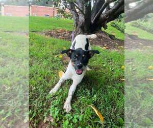 Mutt Dogs for adoption in Candler, NC, USA