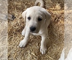 Small Photo #7 Labrador Retriever Puppy For Sale in SHERIDAN, WY, USA