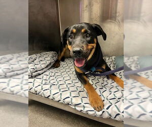 Doberman Pinscher-Unknown Mix Dogs for adoption in Downey, CA, USA