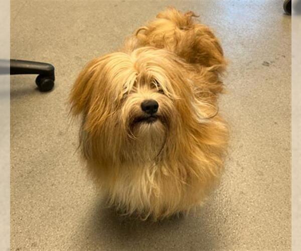 Medium Photo #1 Tibetan Terrier Puppy For Sale in San Francisco, CA, USA