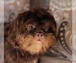 Small #2 Shih Tzu