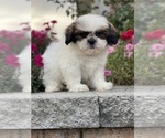 Small #10 Shih Tzu