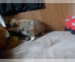 Small Photo #33 Australian Shepherd-Pembroke Welsh Corgi Mix Puppy For Sale in GALLEGOS, NM, USA