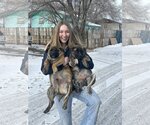 Small Photo #5 Mastiff Puppy For Sale in Laramie, WY, USA