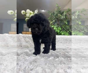 Miniature Bernedoodle Puppy for sale in GREENFIELD, IN, USA