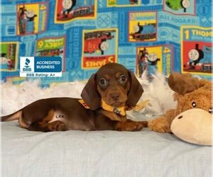 Dachshund Puppy for sale in WINNSBORO, LA, USA
