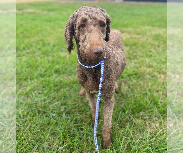 Medium Photo #2 Labradoodle Puppy For Sale in Pacolet, SC, USA