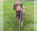 Small #1 Labradoodle