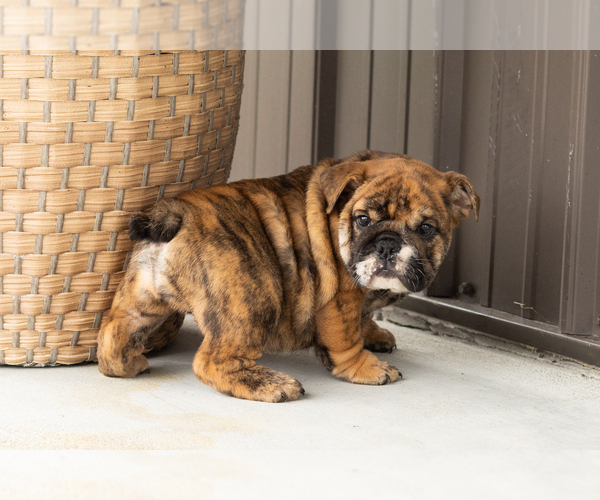 Medium Photo #1 English Bulldog Puppy For Sale in BOURBON, IN, USA