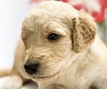 Small Photo #6 Goldendoodle Puppy For Sale in BROOKER, FL, USA