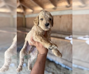 Goldendoodle Puppy for sale in DEL VALLE, TX, USA
