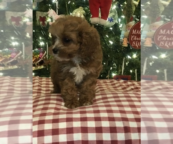 Full screen Photo #8 Cavapoo Puppy For Sale in BOWLING GREEN, KY, USA