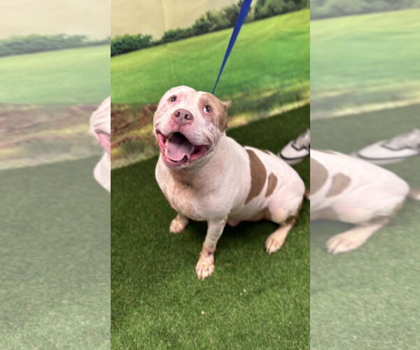 Medium Photo #2 American Staffordshire Terrier Puppy For Sale in Euless, TX, USA