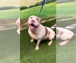 Small #1 American Staffordshire Terrier