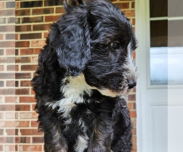 Medium Photo #9 F2 Aussiedoodle Puppy For Sale in COLUMBIA, TN, USA