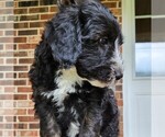 Small #8 F2 Aussiedoodle