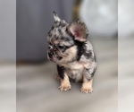 Puppy Puppy 2 French Bulldog