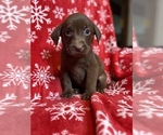 Small Photo #3 Labrador Retriever Puppy For Sale in NEOLA, WV, USA