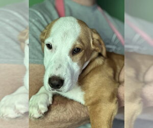 Simmer Pot available 10/24 - Male Labbe Dog for Adoption