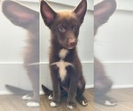 Puppy Chivitas Gordo Pomsky