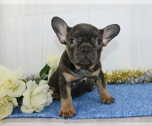 French Bulldog Puppy for sale in FREDERICKSBG, OH, USA
