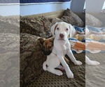 Small #3 Mutt